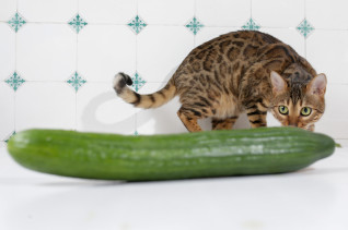 Food sloppy cucumbers sing lovers